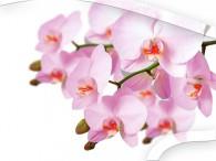 050 - Orchidee